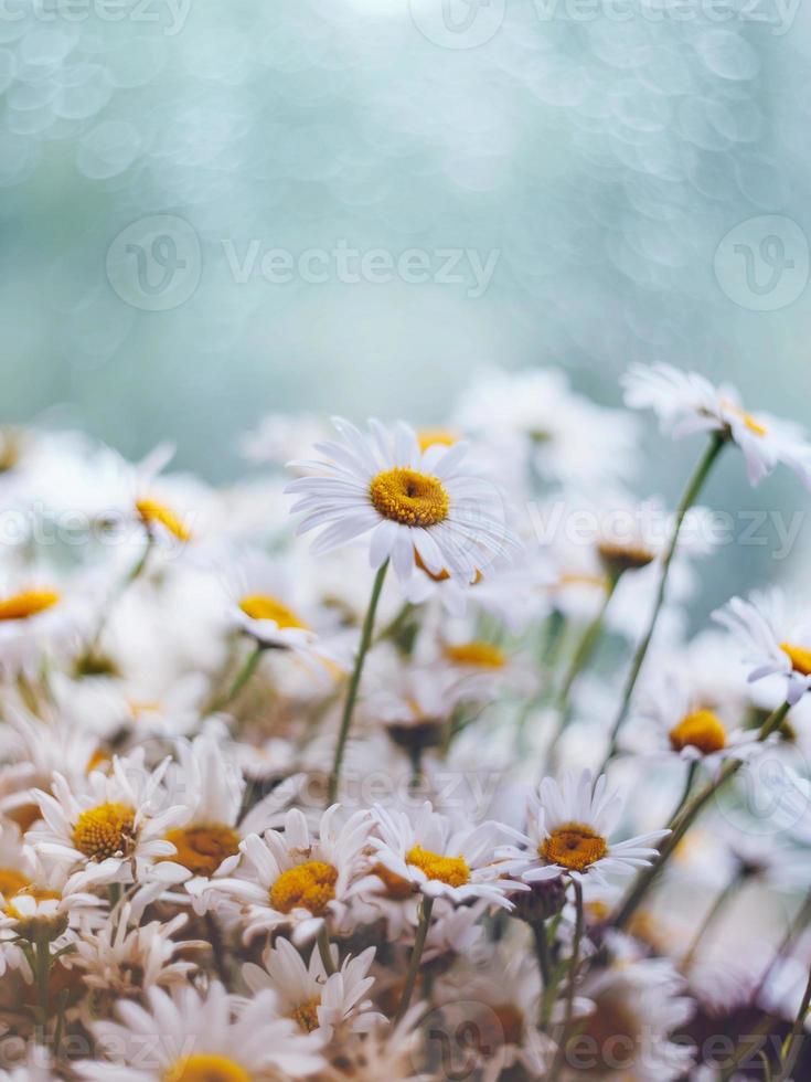 marguerites sur un arrière-plan flou avec bokeh photo