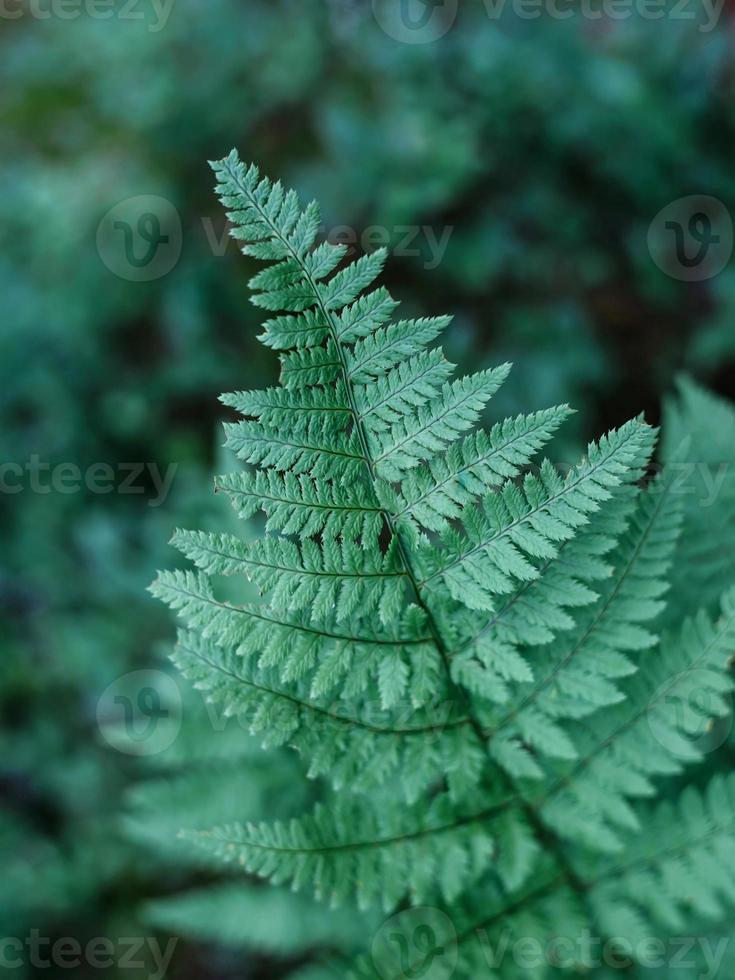 feuille de fougère verte texturée. fougère aux feuilles vertes sur fond naturel. forêt faunique. photo