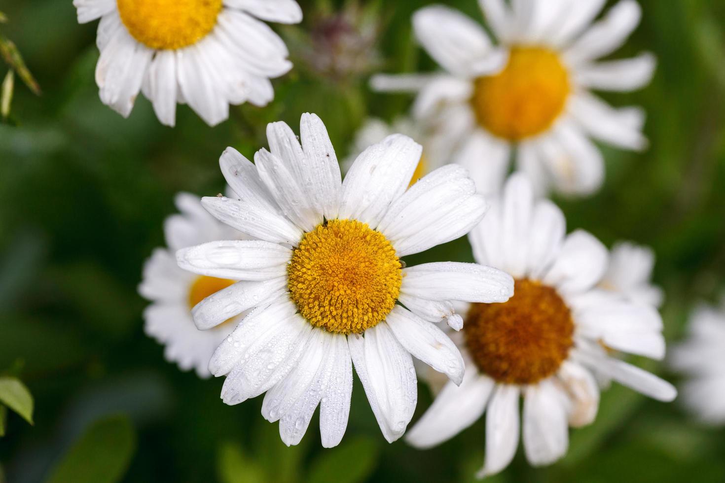 marguerite sauvage lumière naturelle photo