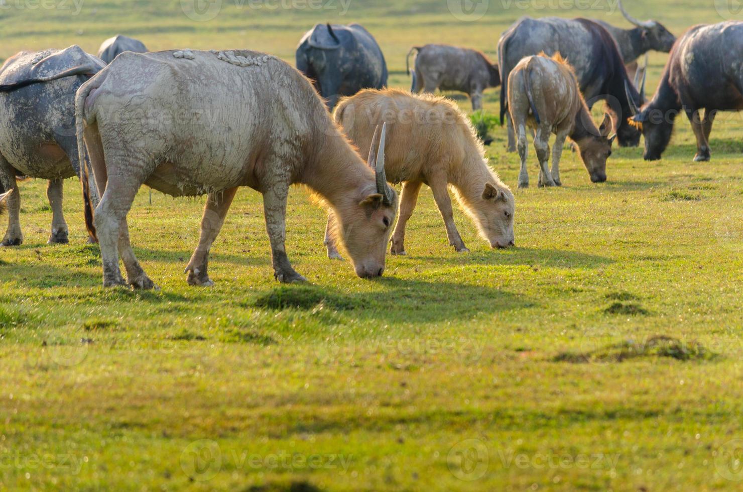 buffalo troupeau de buffles des prés clair doré photo