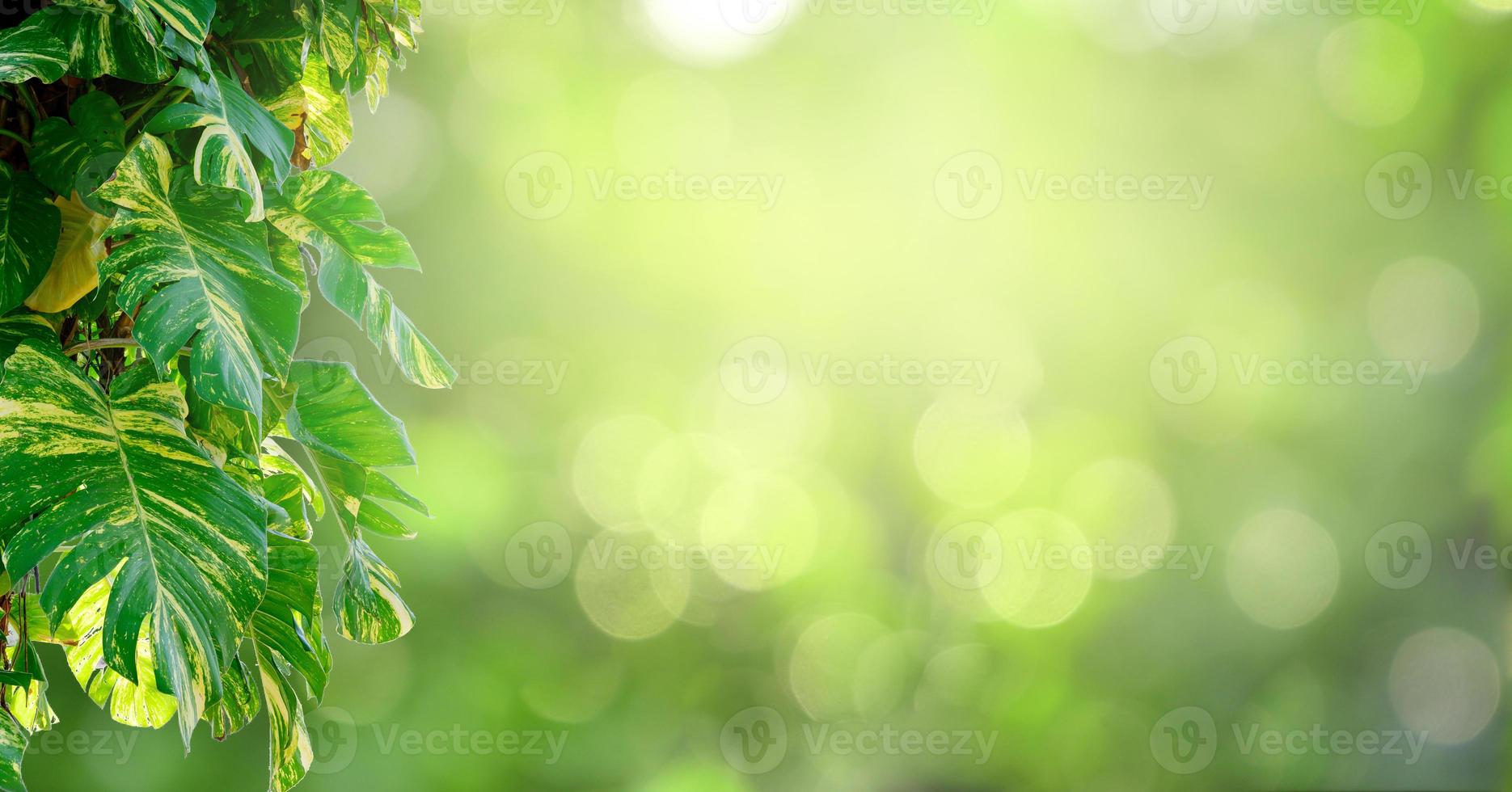 feuille arrière plan bokeh flou fond vert photo