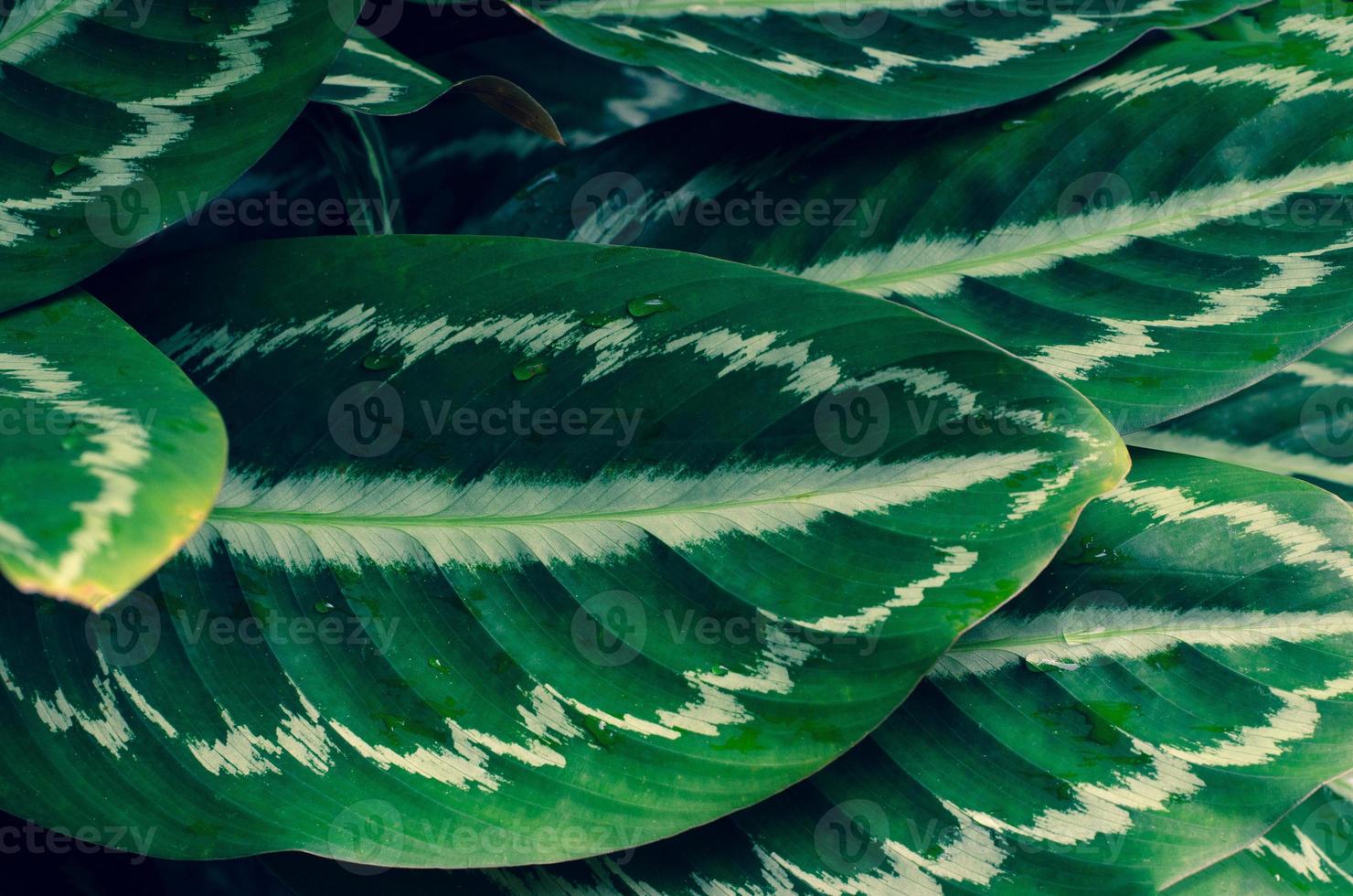 feuilles calathea ornata pin stripe arrière plan bleu photo