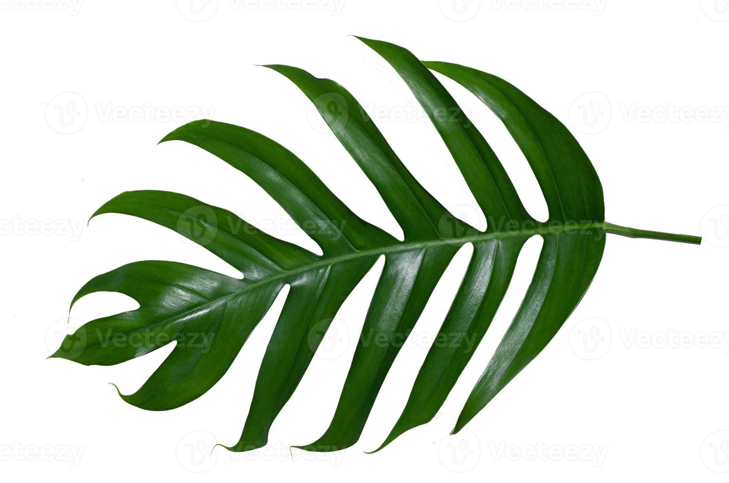 feuilles de monstera avec isolat sur fond blanc feuilles sur blanc photo