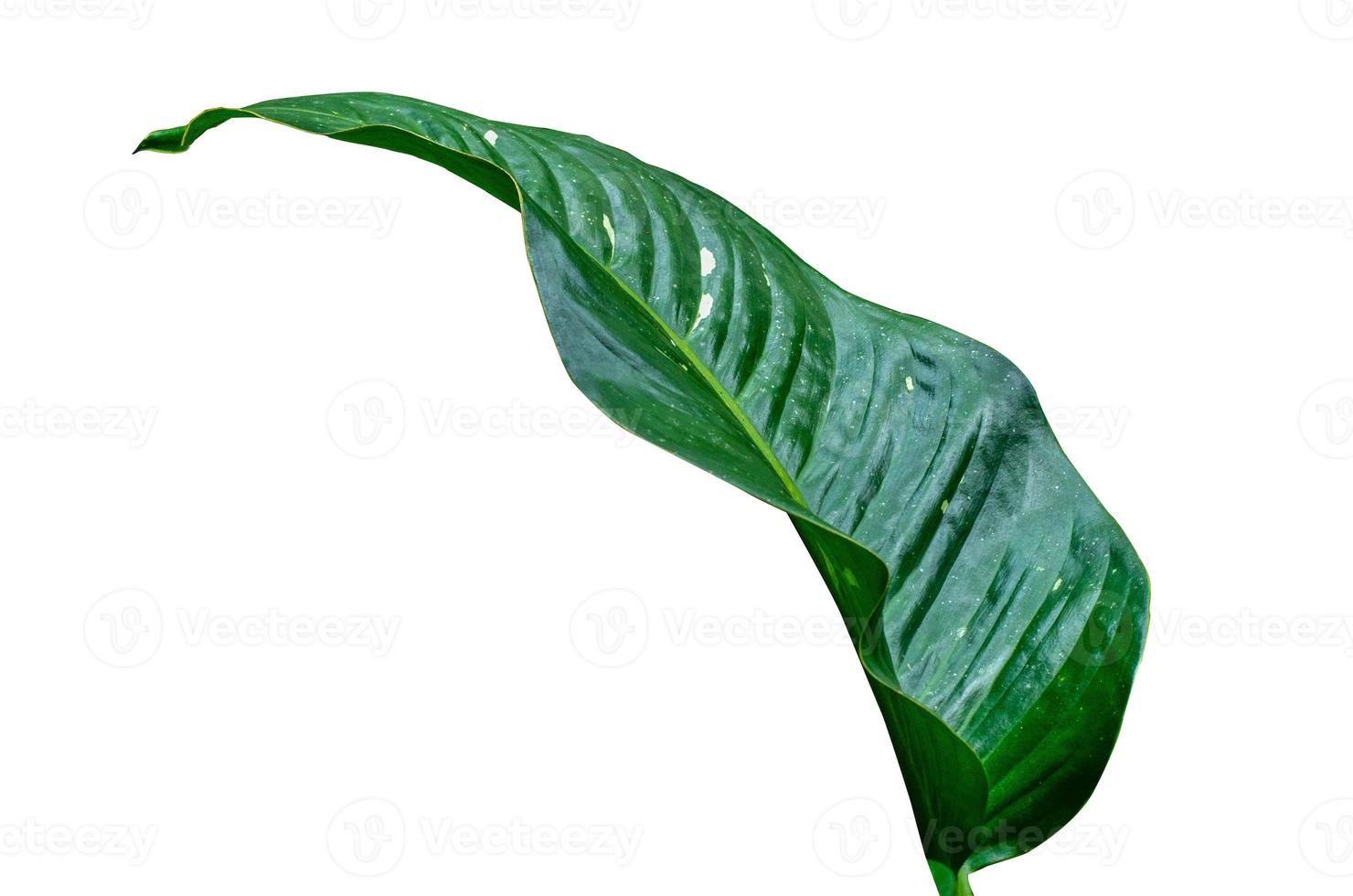 feuilles calathea ornata pin stripe fond blanc isoler photo