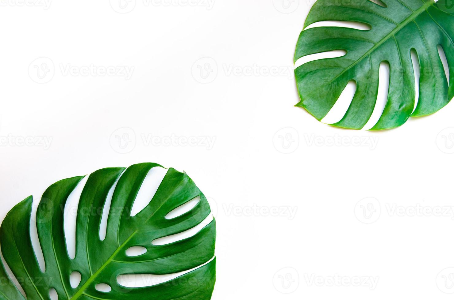 feuilles de monstera avec isolat sur fond blanc feuilles sur blanc photo