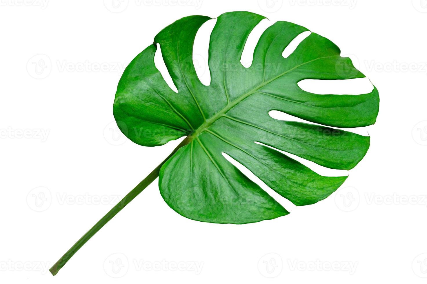 feuilles de monstera avec isolat sur fond blanc feuilles sur blanc photo