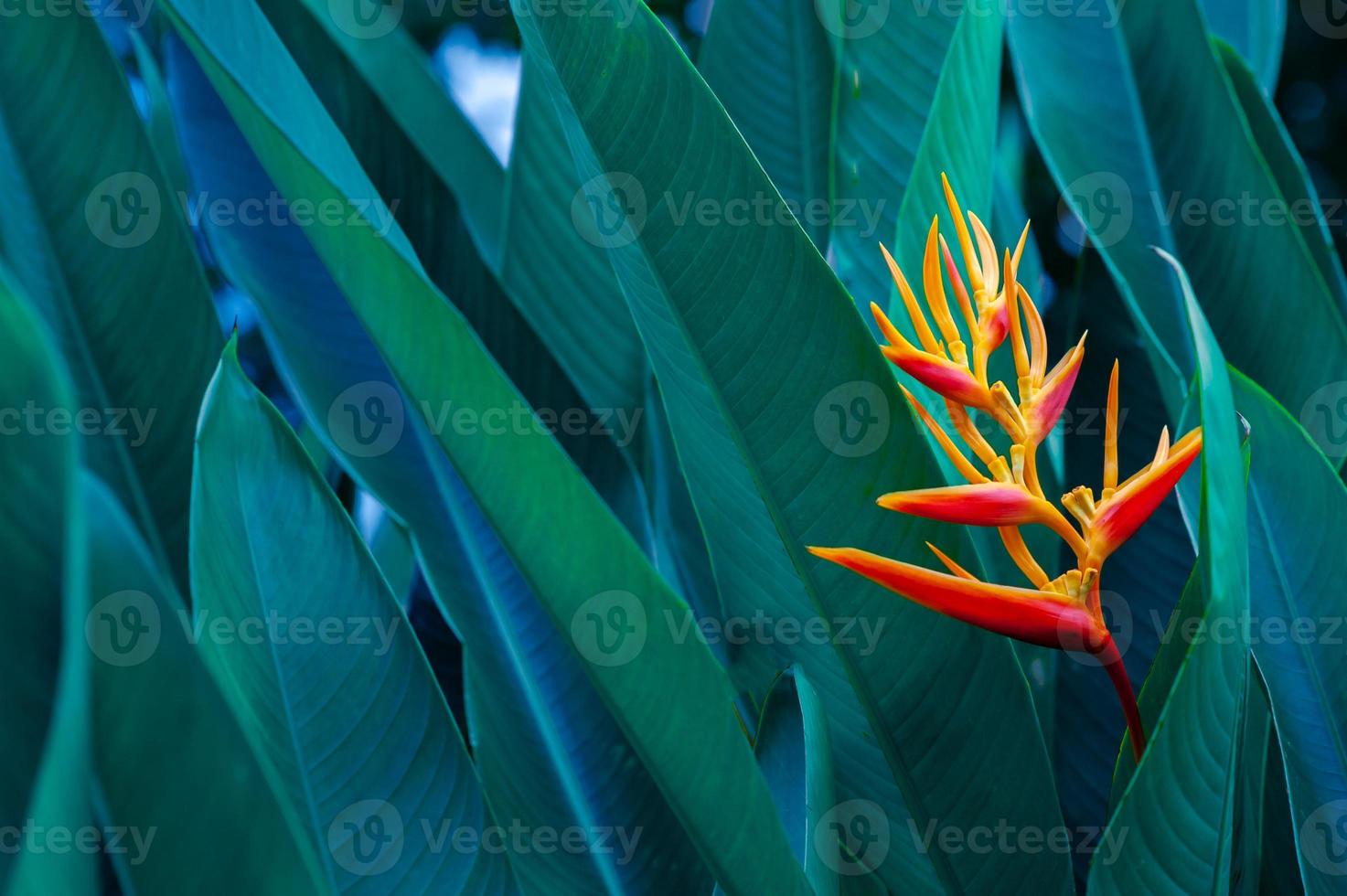feuilles tropicales fleur colorée sur feuillage tropical sombre nature fond feuillage vert foncé nature photo