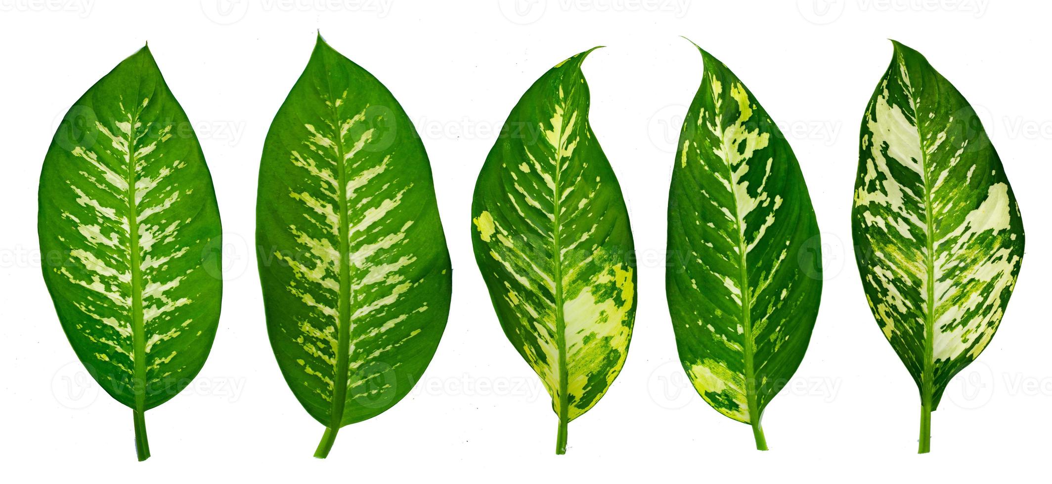 feuilles calathea ornata pin stripe fond blanc isoler photo