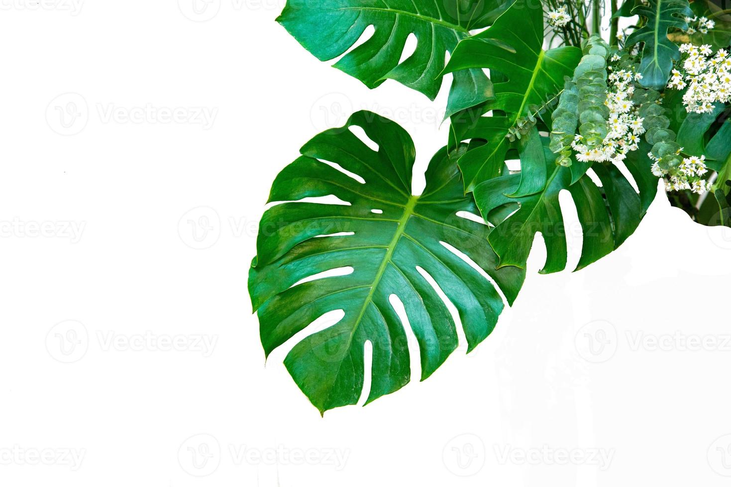 feuilles de monstera avec isolat sur fond blanc feuilles sur blanc photo