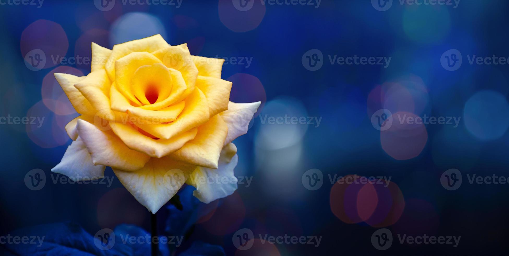 rose jaune lumière bokeh fond bleu saint valentin photo