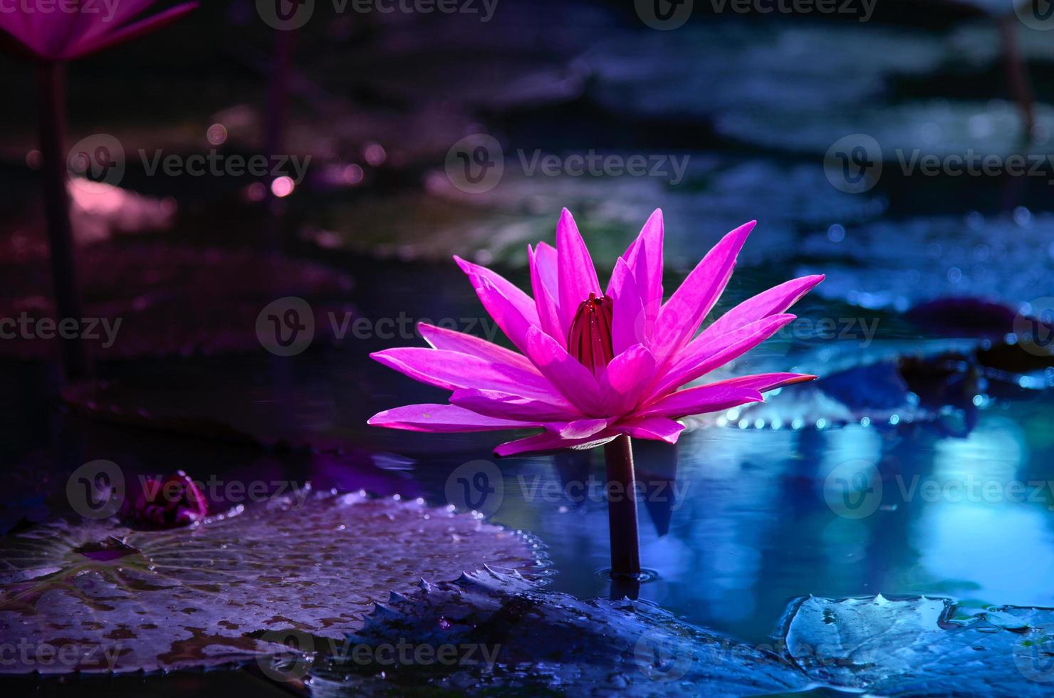 lotus rose violet clair flottant lumière étincelle fond violet photo