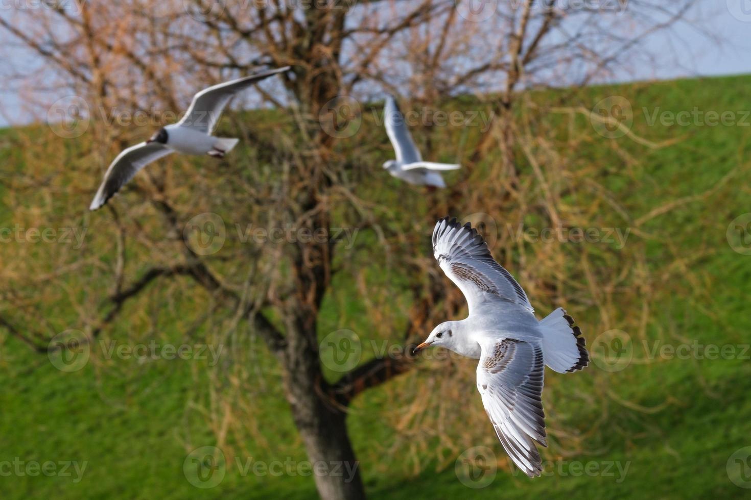 Mouette rieuse chroicocephalus ridibundus Belfast Waterworks Irlande du Nord uk photo