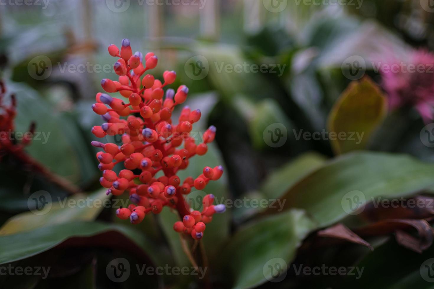 Fleur en serre dans le jardin botanique de Belfast en Irlande du Nord uk photo