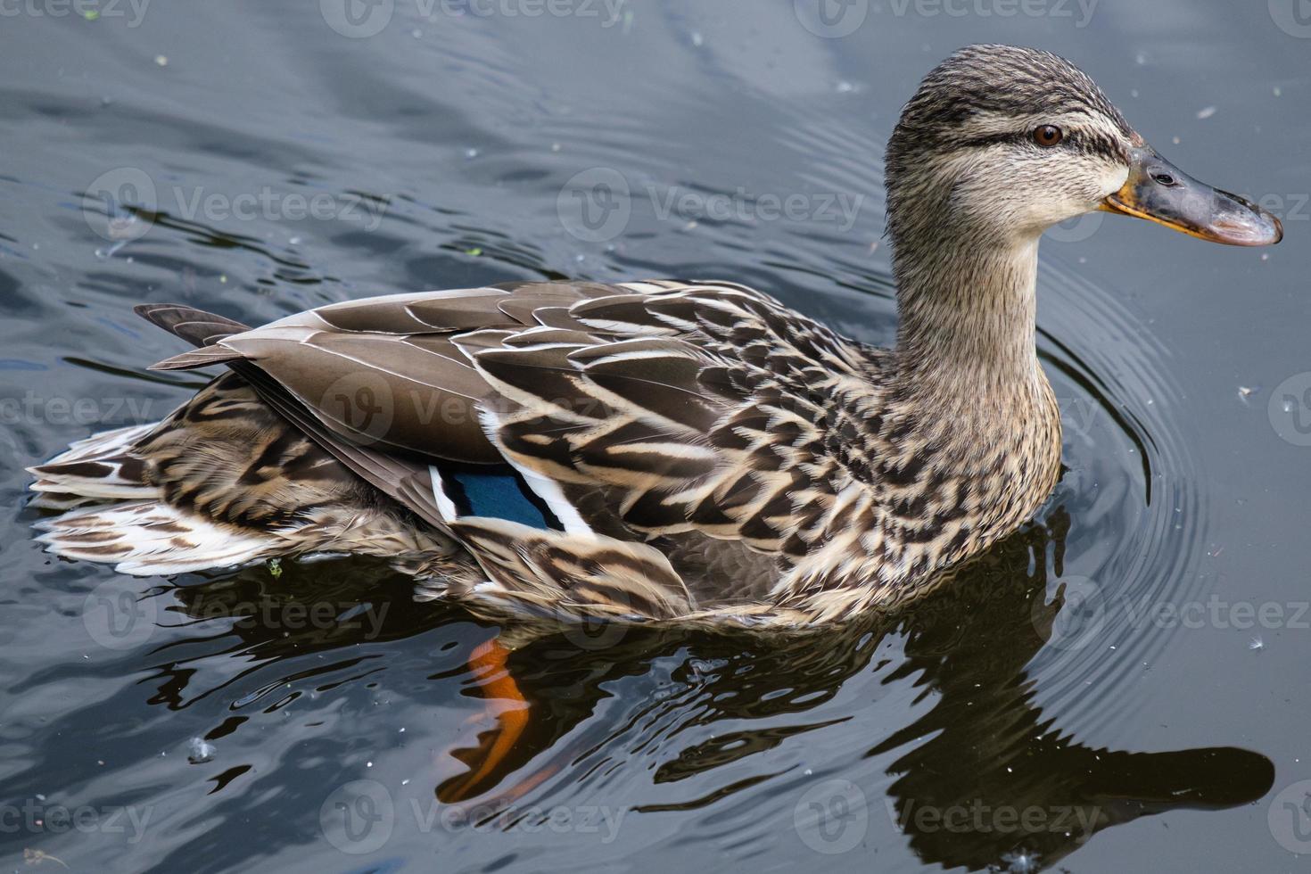 Canard colvert Anas platyrhynchos lagan river belfast irlande du nord uk photo