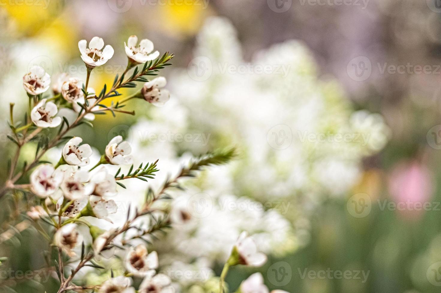 buisson fleuri d'erica avec de petites fleurs dans le jardin. le printemps photo