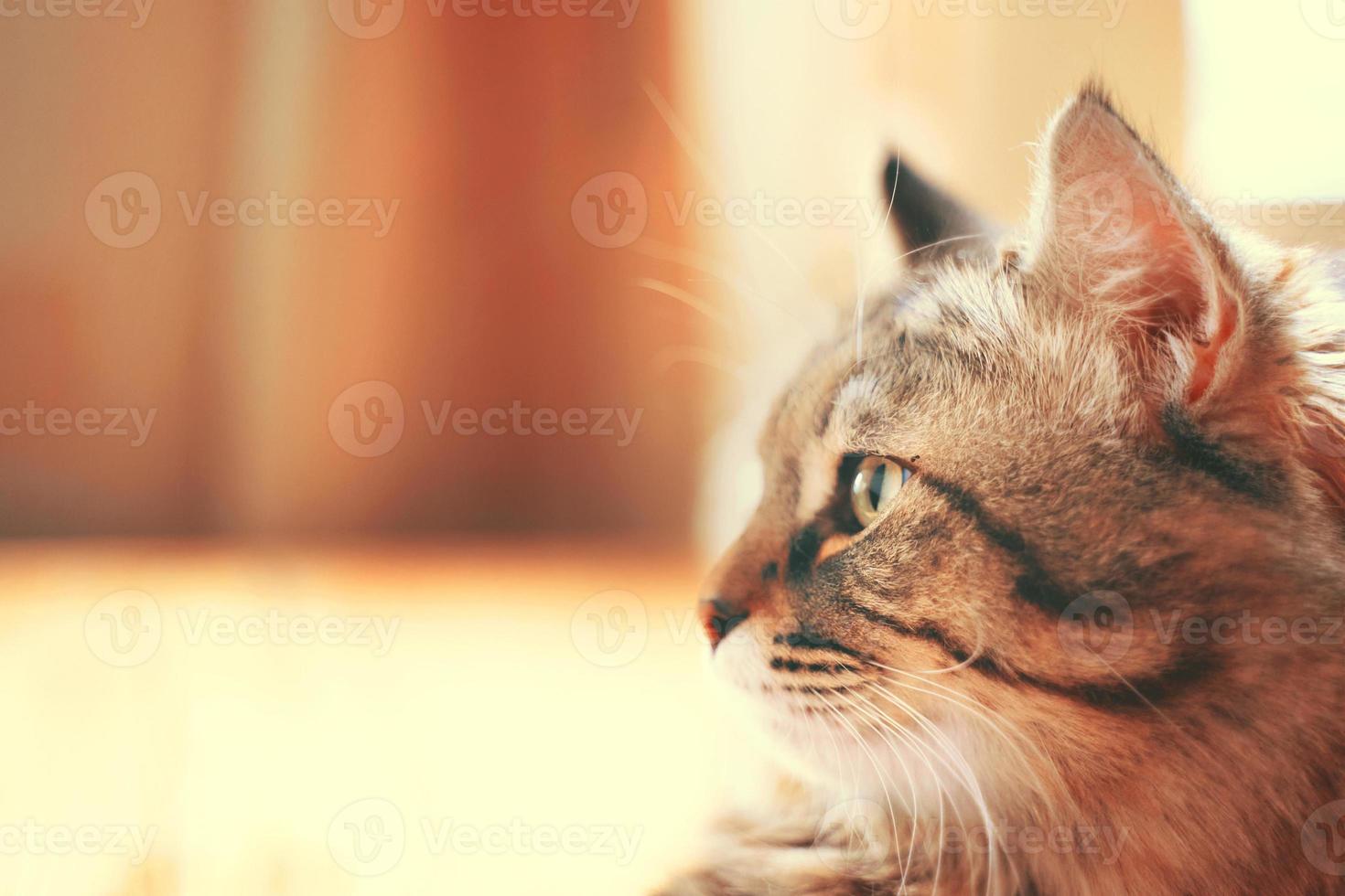 profil de chat qui regarde vers la gauche. photo