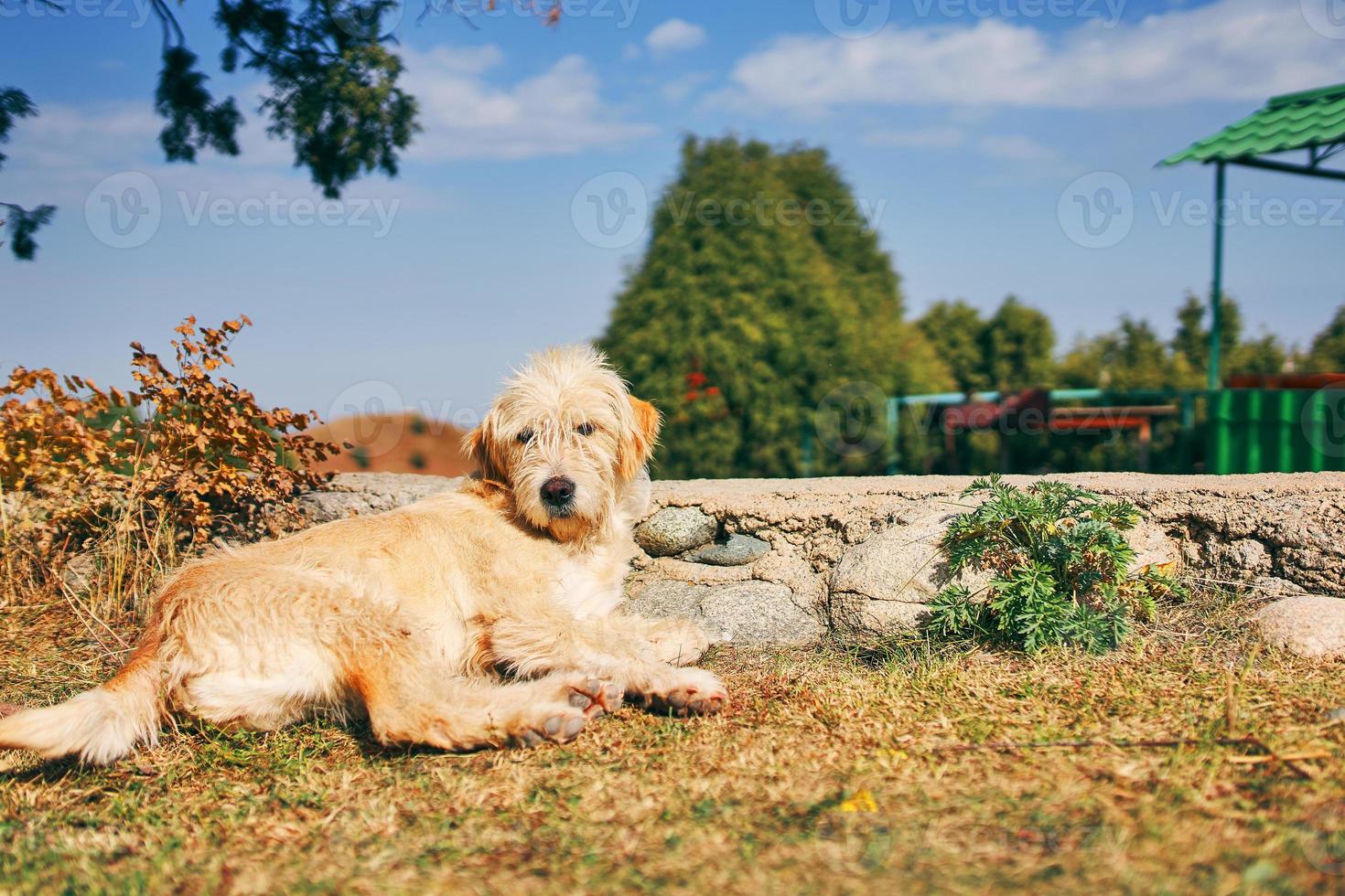 chiot jaune est allongé sur l'herbe devant la maison. photo