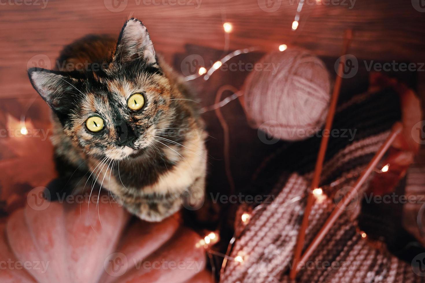 le chat se dresse sur ses pattes arrière sur un fond en bois. photo