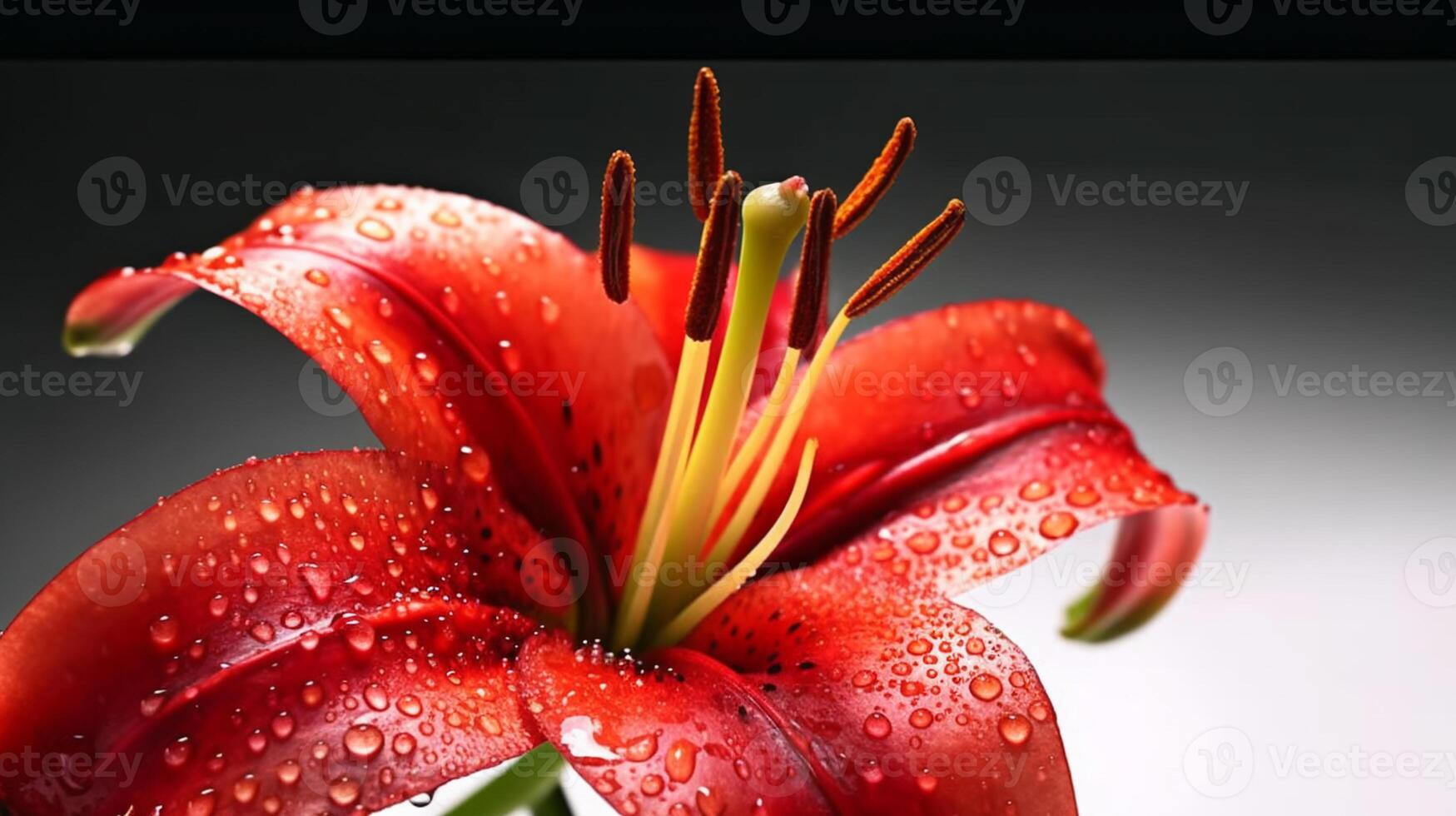 macro proche en haut coup humide rouge tigre lis fleur et certains l'eau gouttes regards frais. ai généré photo