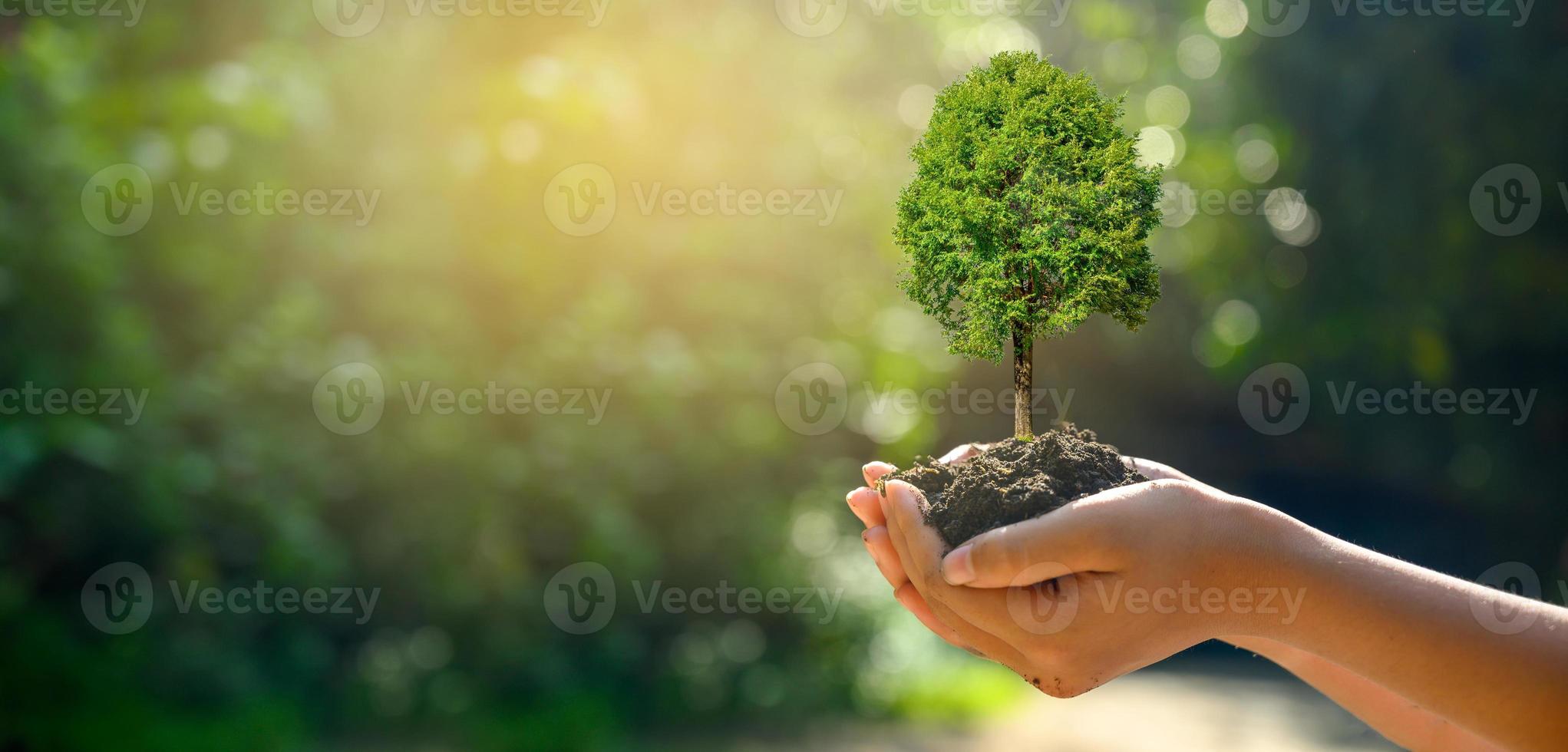 entre les mains d'arbres faisant pousser des semis. Bokeh fond vert femme main tenant un arbre sur le concept de conservation des forêts d'herbe sur le terrain de la nature photo