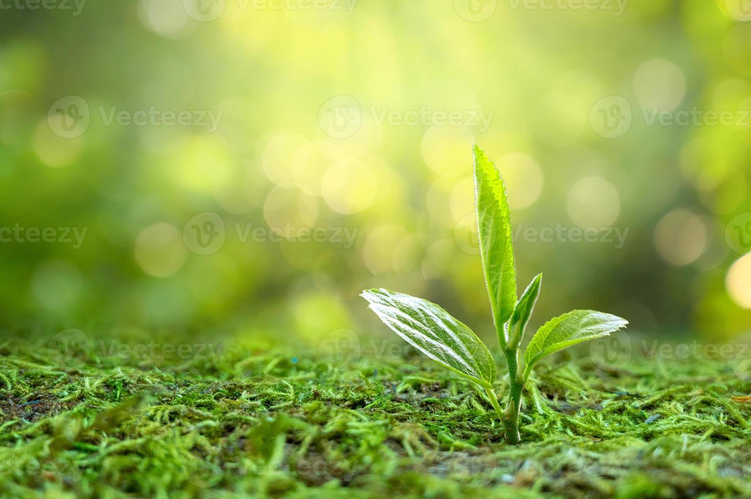 planter de jeunes plants dans la lumière du matin sur fond de nature photo