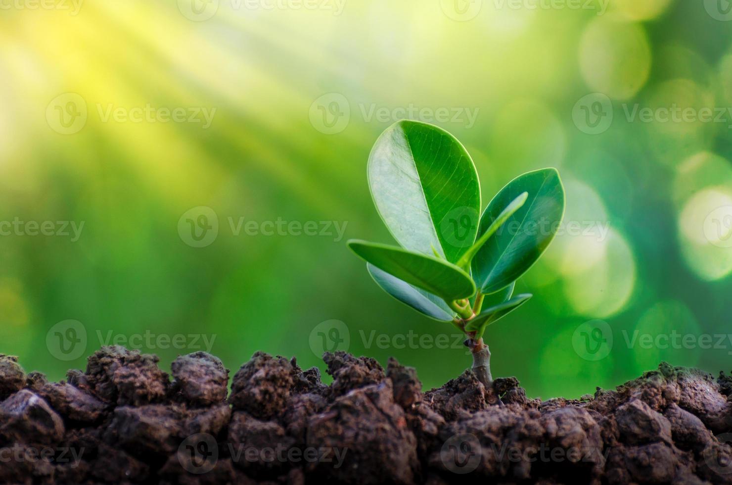 journée mondiale de l'environnement planter des semis jeune plante dans la lumière du matin sur fond de nature photo