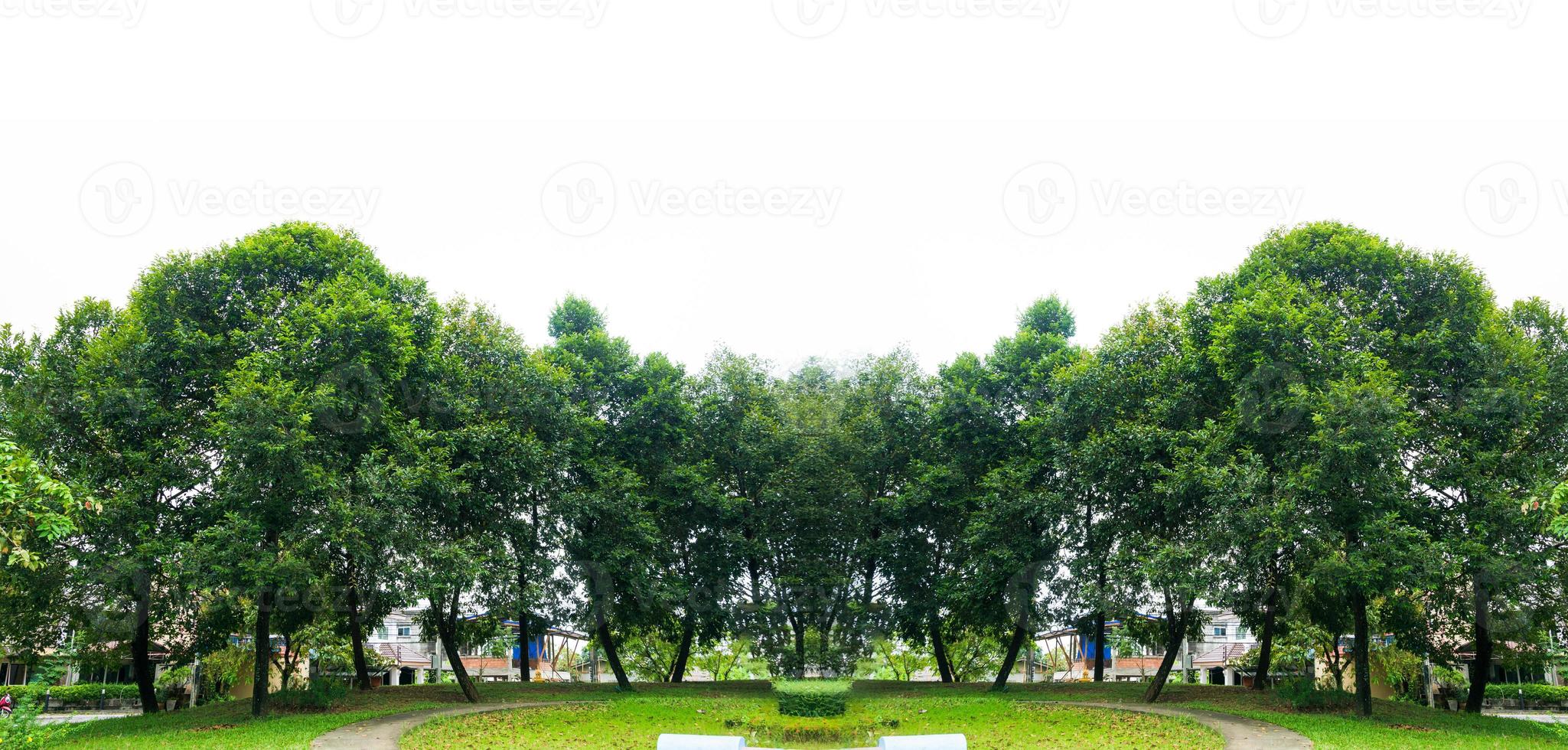 bannière de fond blanc arbre panorama photo