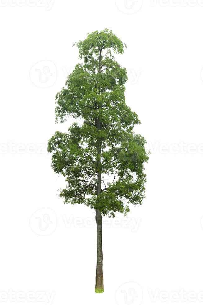 chemin de détourage isolé arbres sur fond blanc deux au début photo