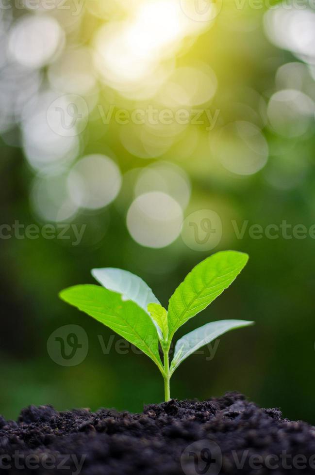 planter de jeunes plants dans la lumière du matin sur fond de nature photo