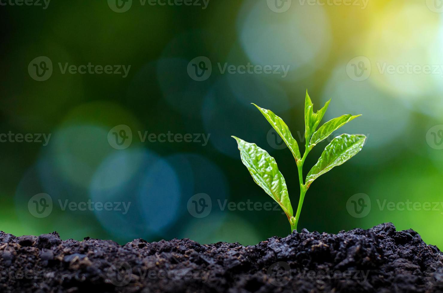 développement de la croissance des semis plantation de semis jeune plante dans la lumière du matin sur fond de nature photo