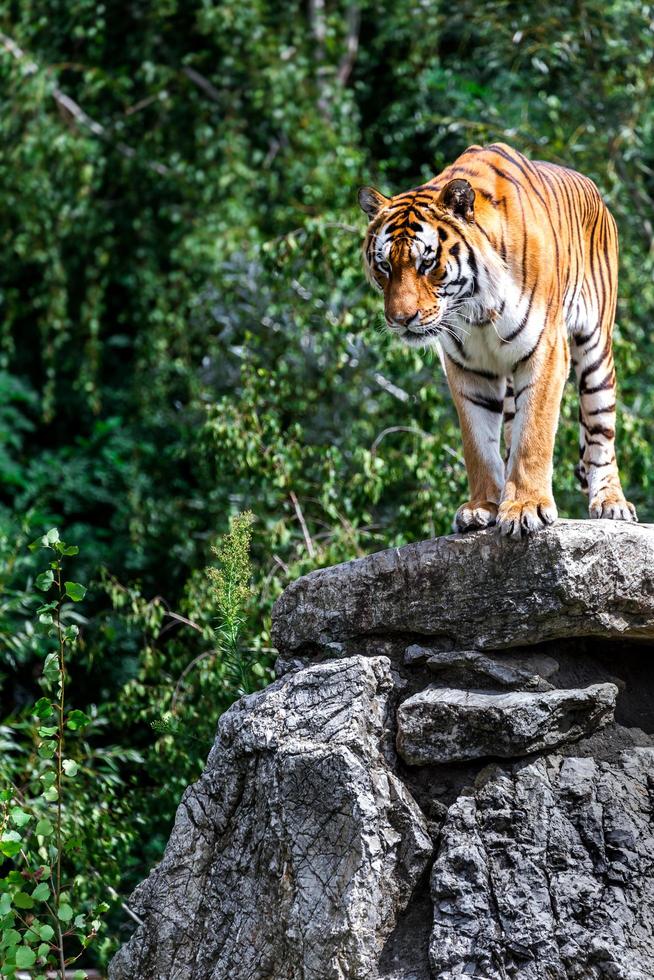 portrait de tigre photo