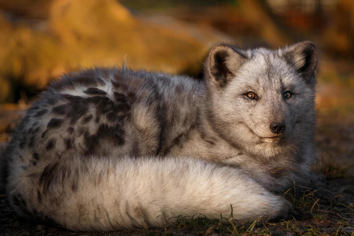 portrait de renard arctique photo