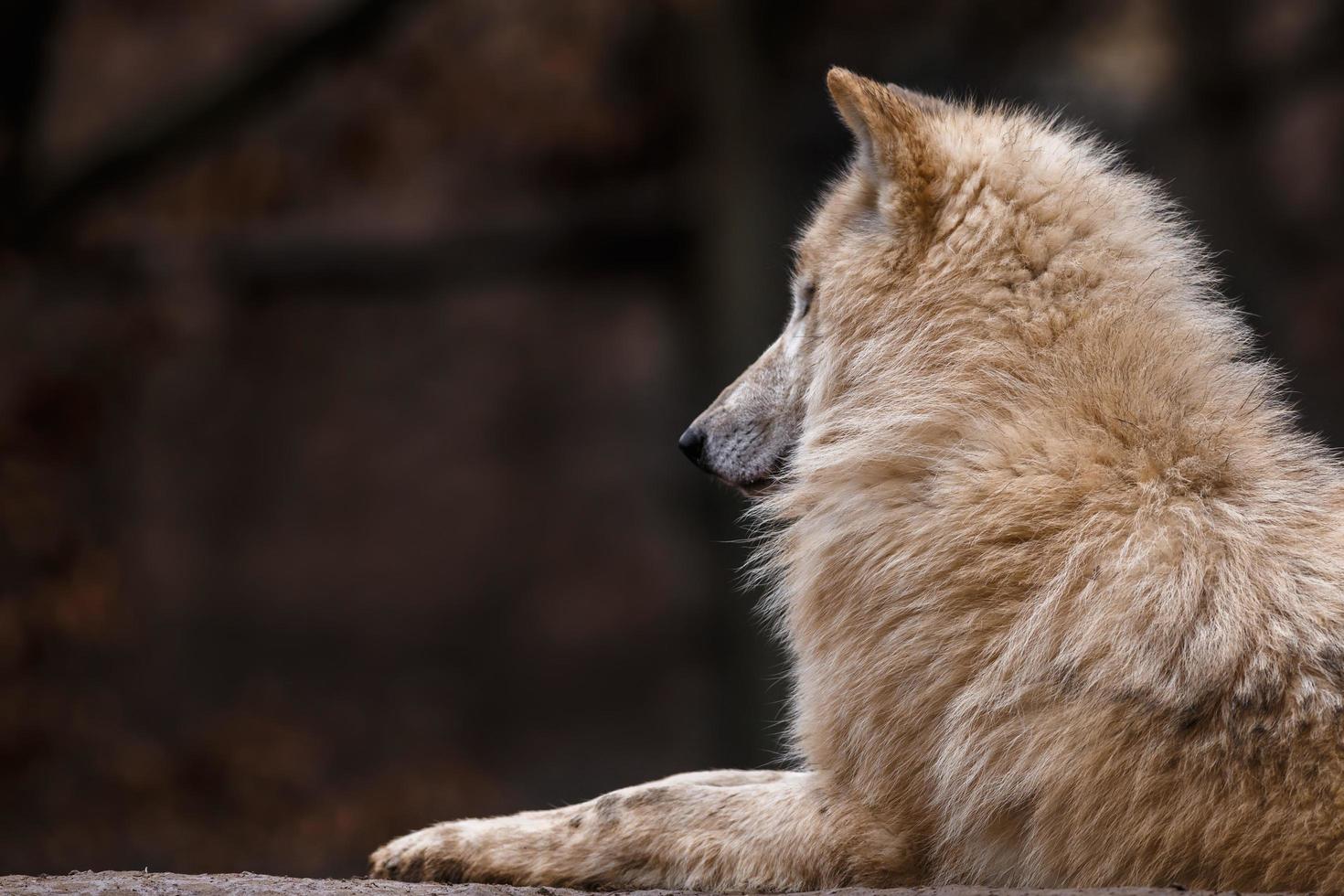 portrait de loup arctique photo