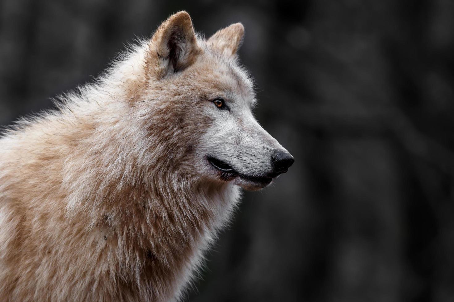 portrait de loup arctique photo