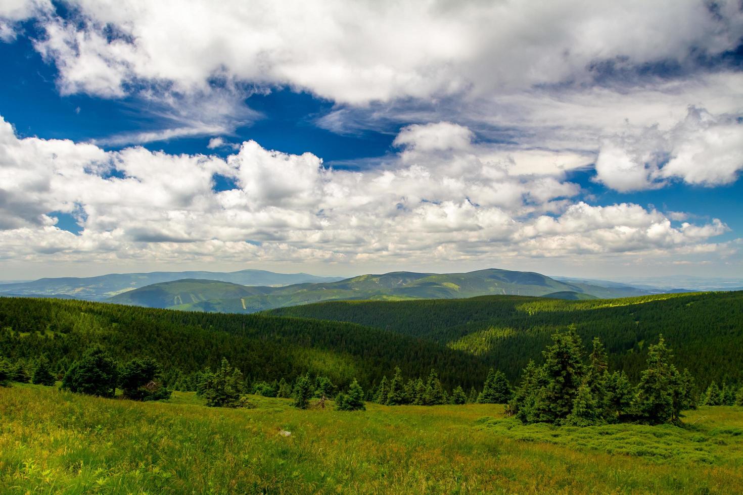 forêt d'été dans les montagnes photo