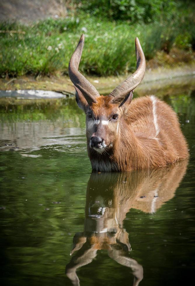 sitatunga dans l'eau photo