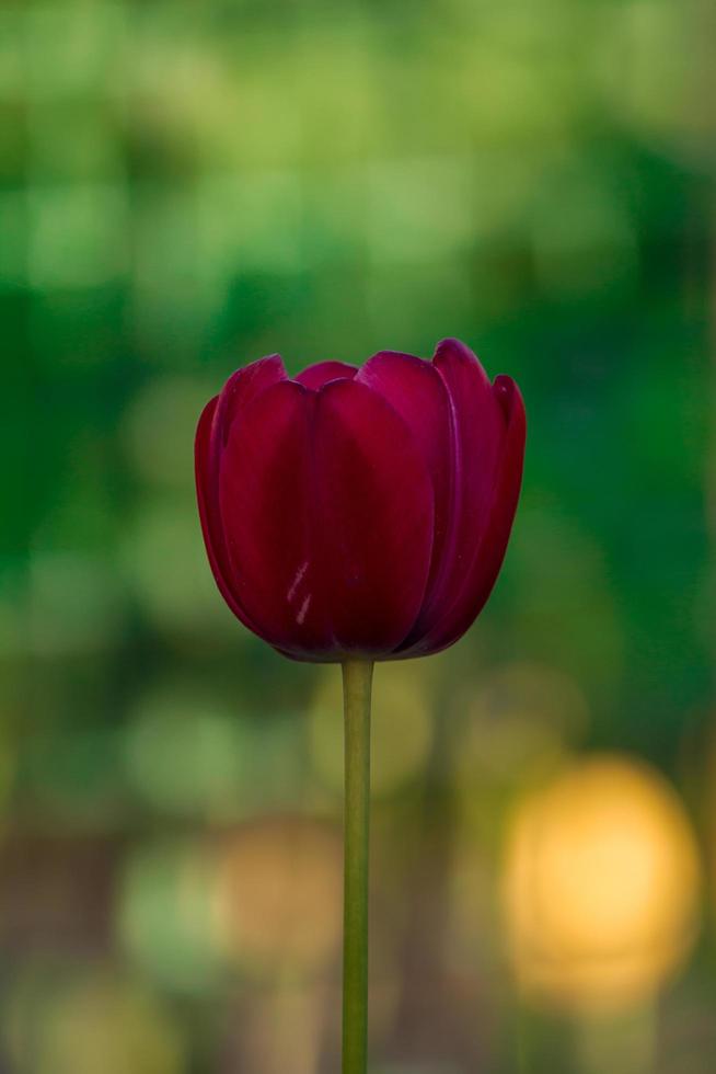 détail de tulipe photo