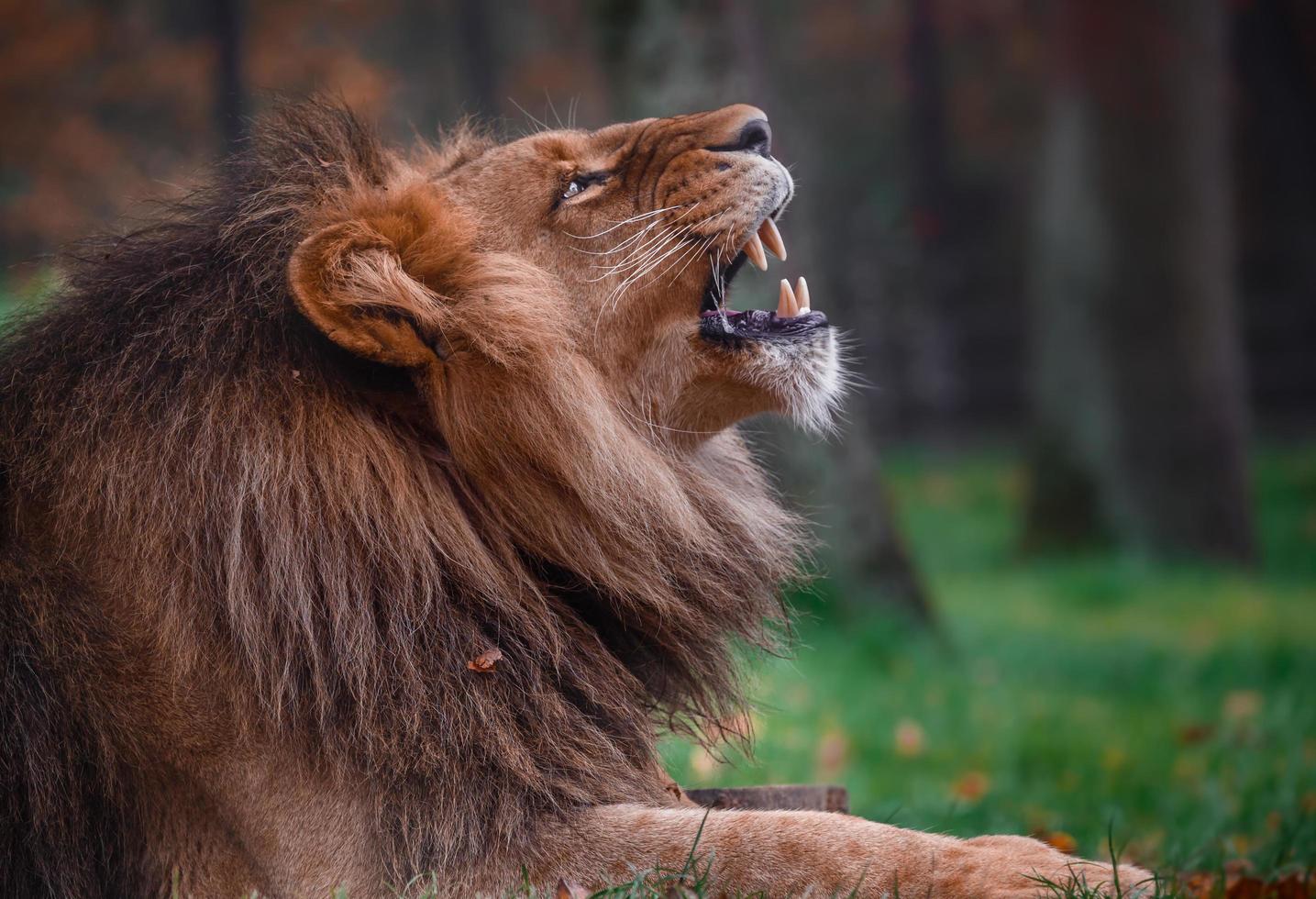 regard de lion en colère photo