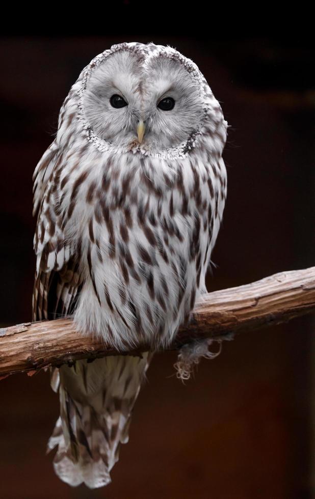 portrait de la chouette de l'Oural photo