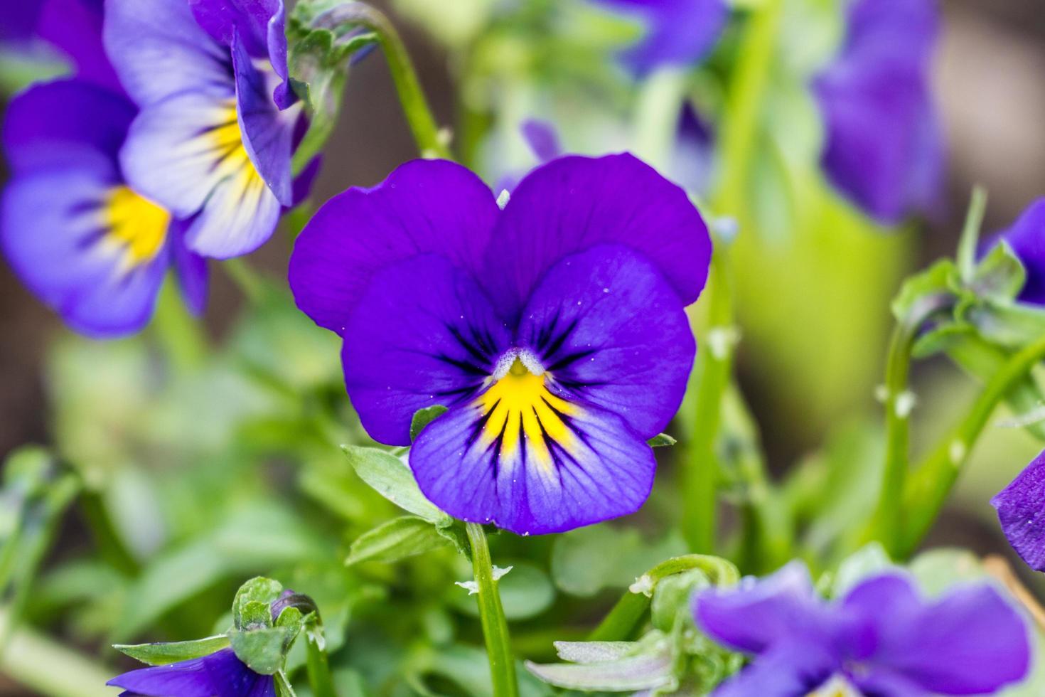 détail de pensée de jardin photo