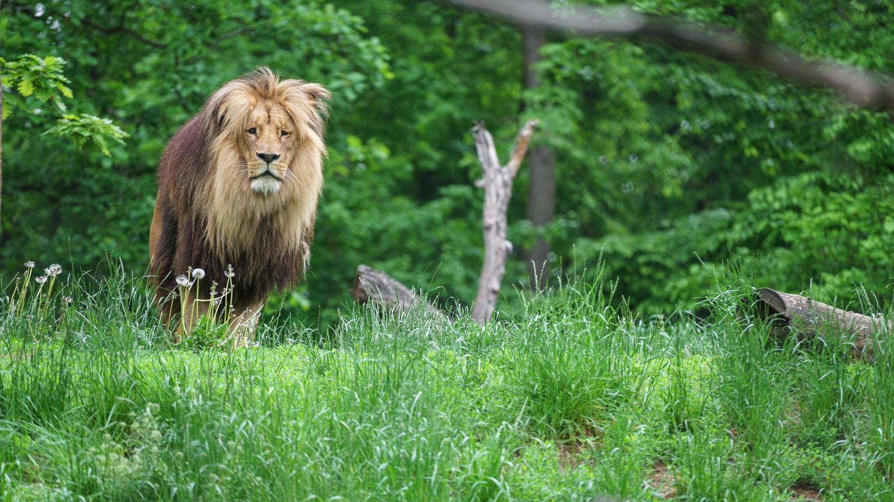 portrait de lion katanga photo