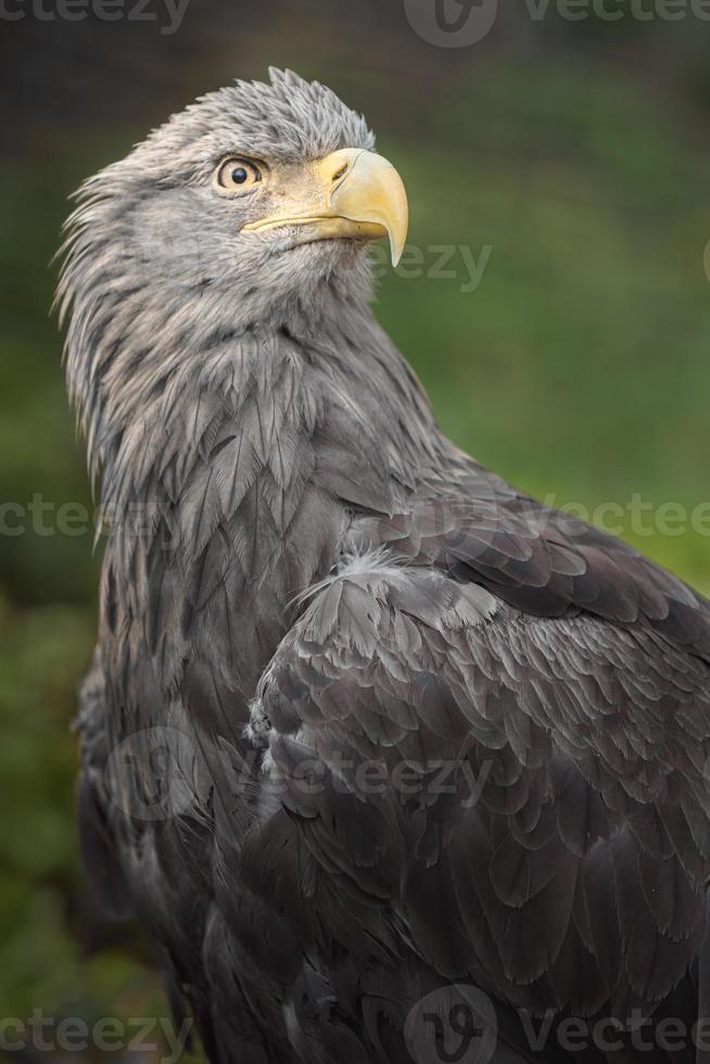 aigle à queue blanche photo