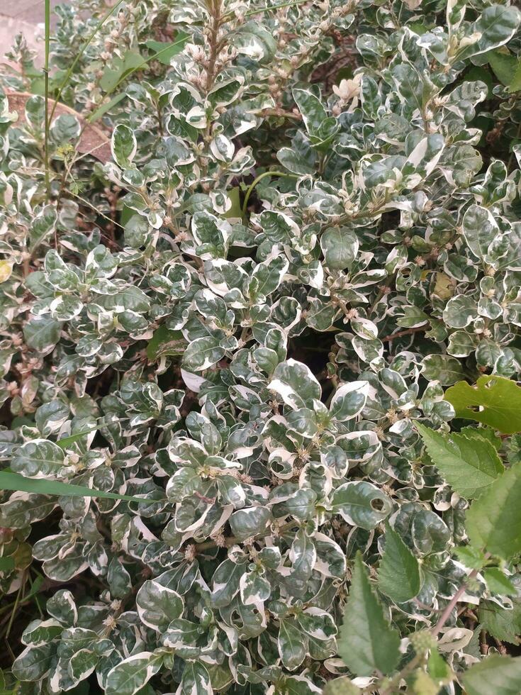 ornemental arbuste. feuilles vert argenté avec irrégulier blanc marges, cahoteux et plissé dans apparence. photo