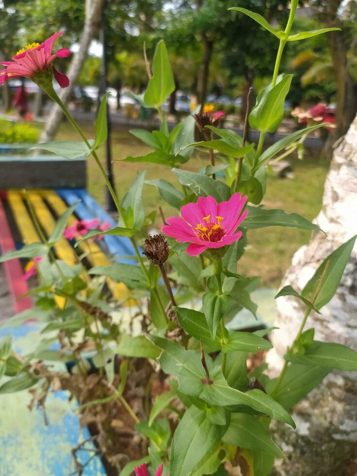 zinia gracieux ou mieux connu par le scientifique Nom zinnia élégans est un de le plus célèbre annuel floraison les plantes de le genre zinia. photo