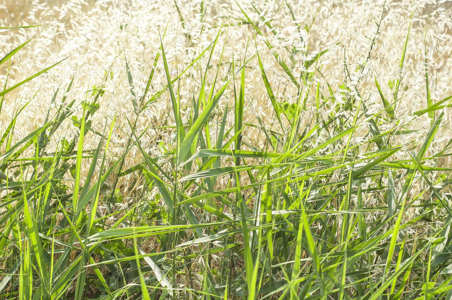 herbe verte sous la forte lumière du soleil photo