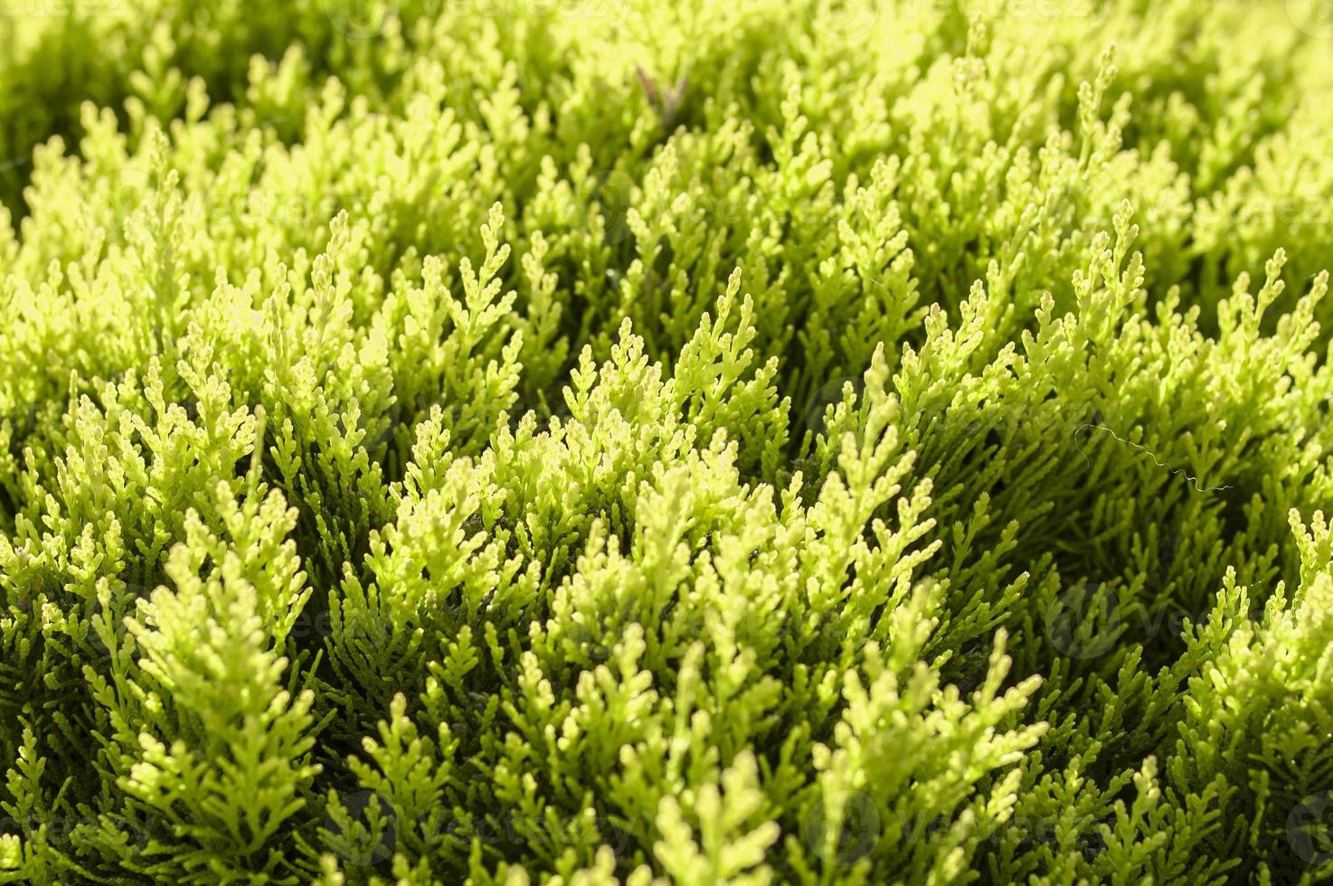 Close up image d'une plante à feuilles persistantes sous la lumière du soleil photo