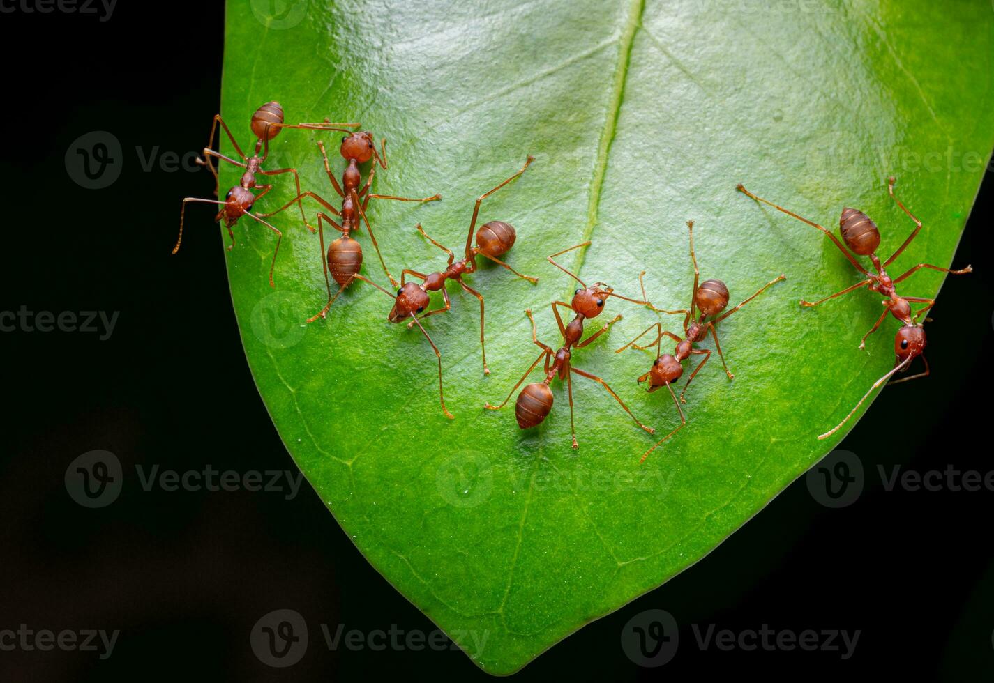 rouge fourmis ou oecophylla smaragdina de le famille formicidés a trouvé leur nids dans la nature par emballage leur dans feuilles. une colonie de rouge fourmis des stands sur vert feuilles. noir Contexte avec macro coup photo