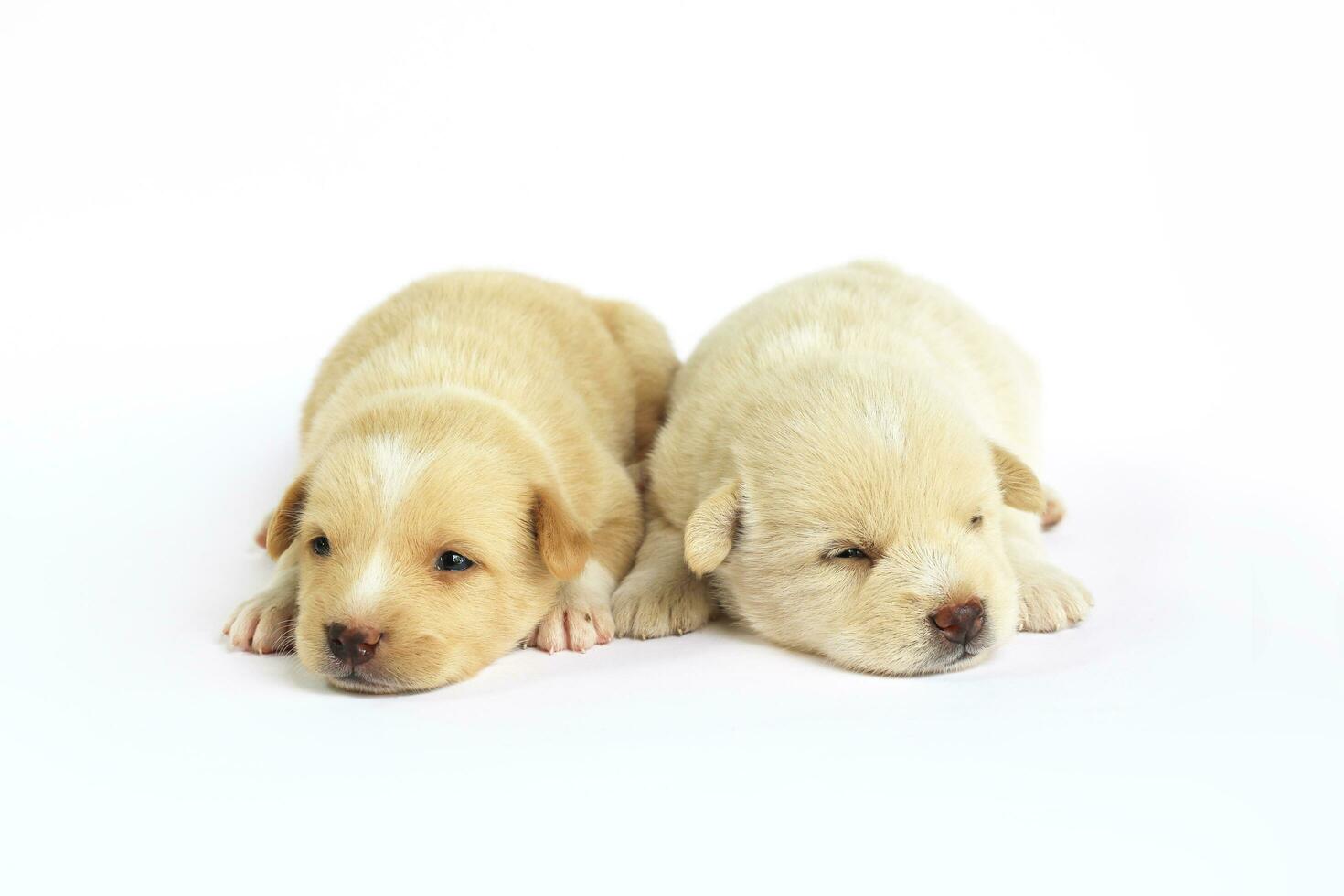 mignonne peu chiens isolé sur blanc Contexte photo