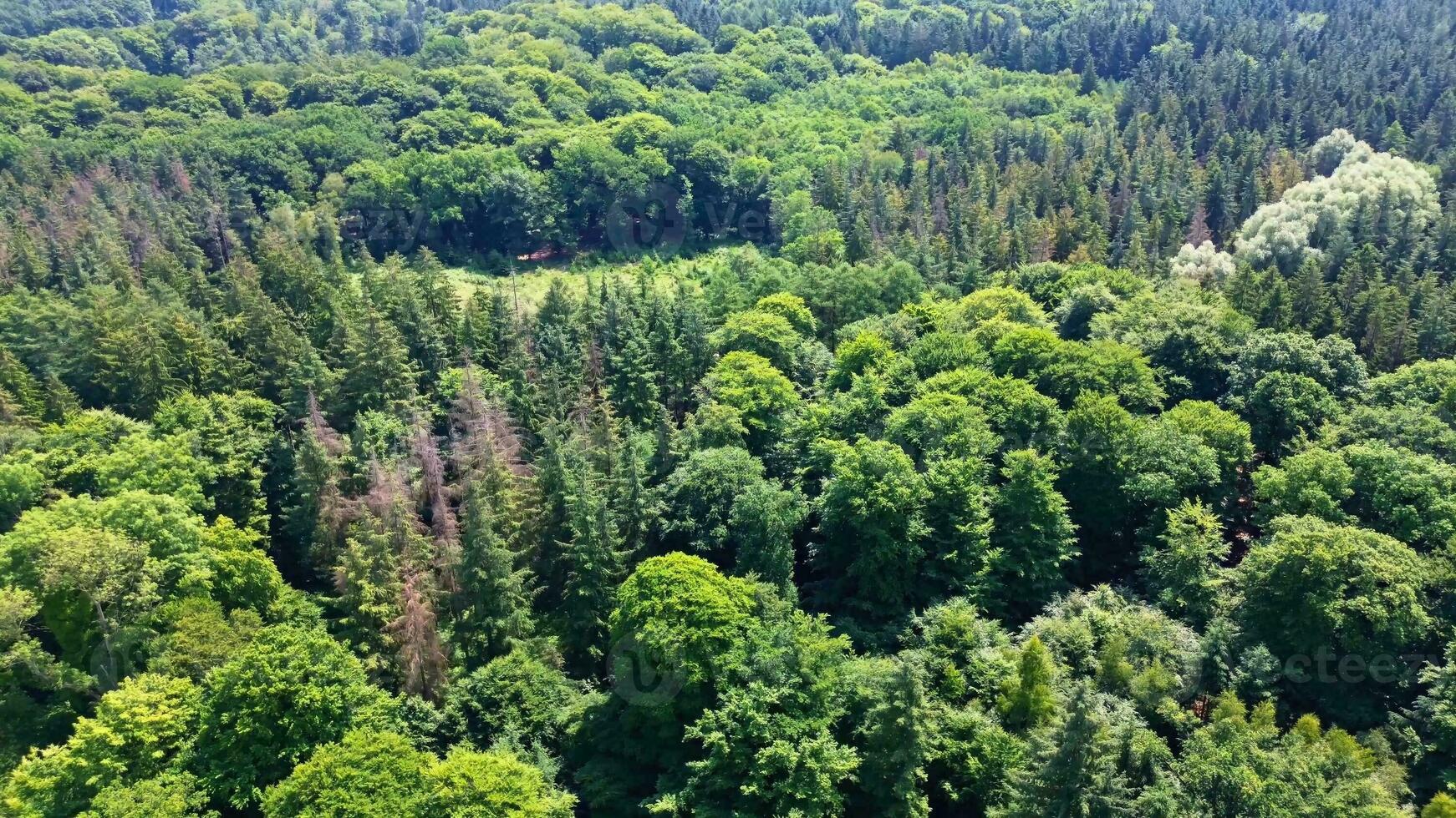 drone vue de une mixte forêt avec vert des arbres dans nord