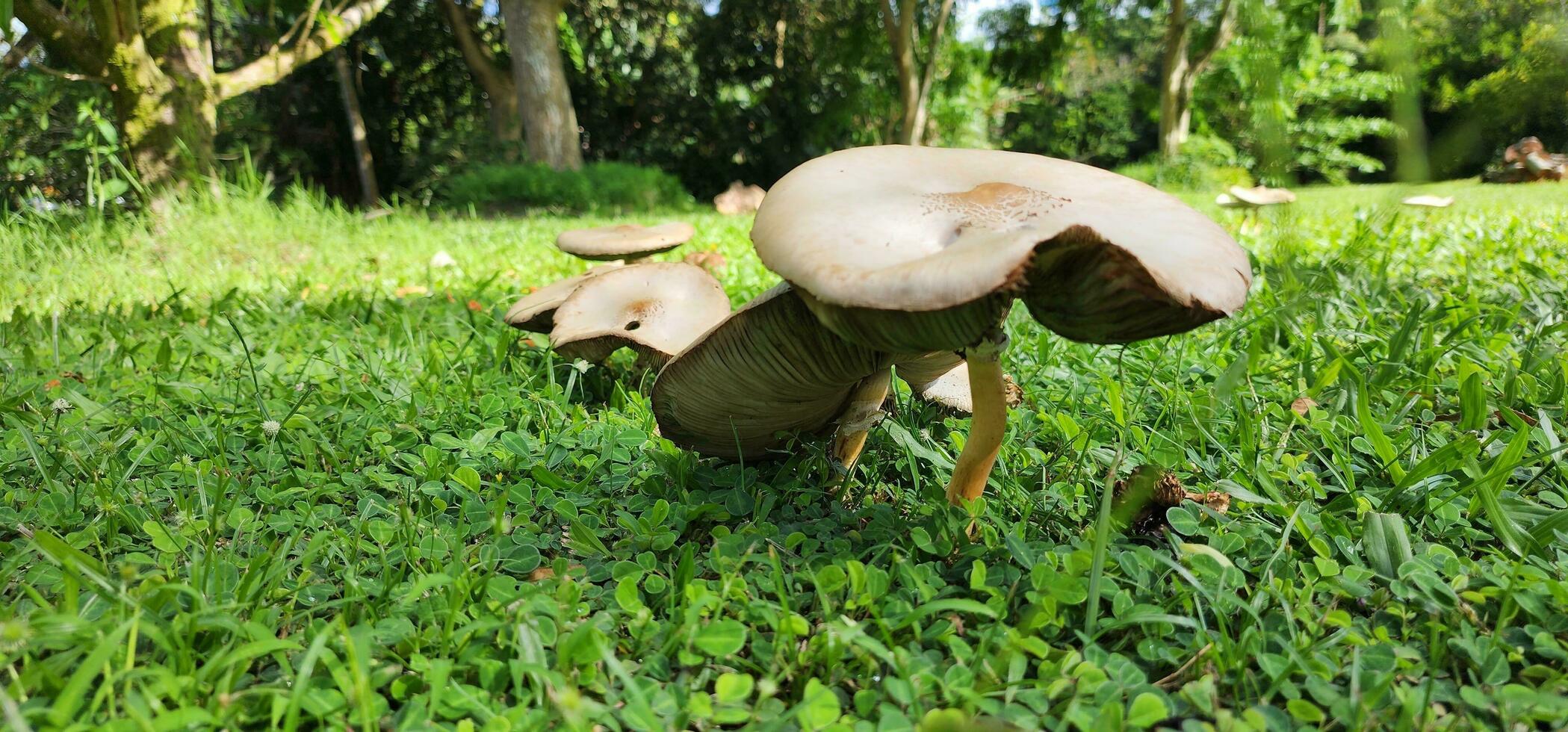 champignons croissance en dehors de le herbe photo